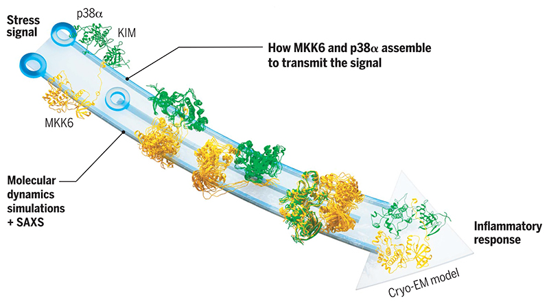 Structure and dynamics of MAP kinase activation.