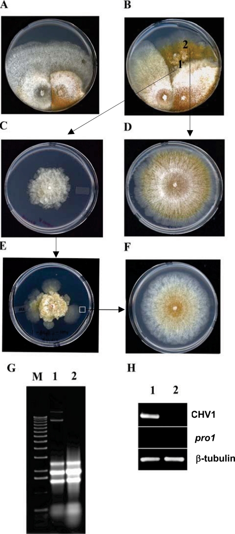 FIG. 7.