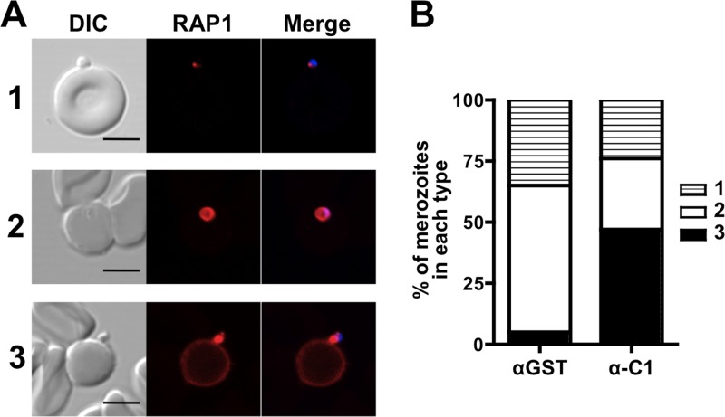 Fig 6