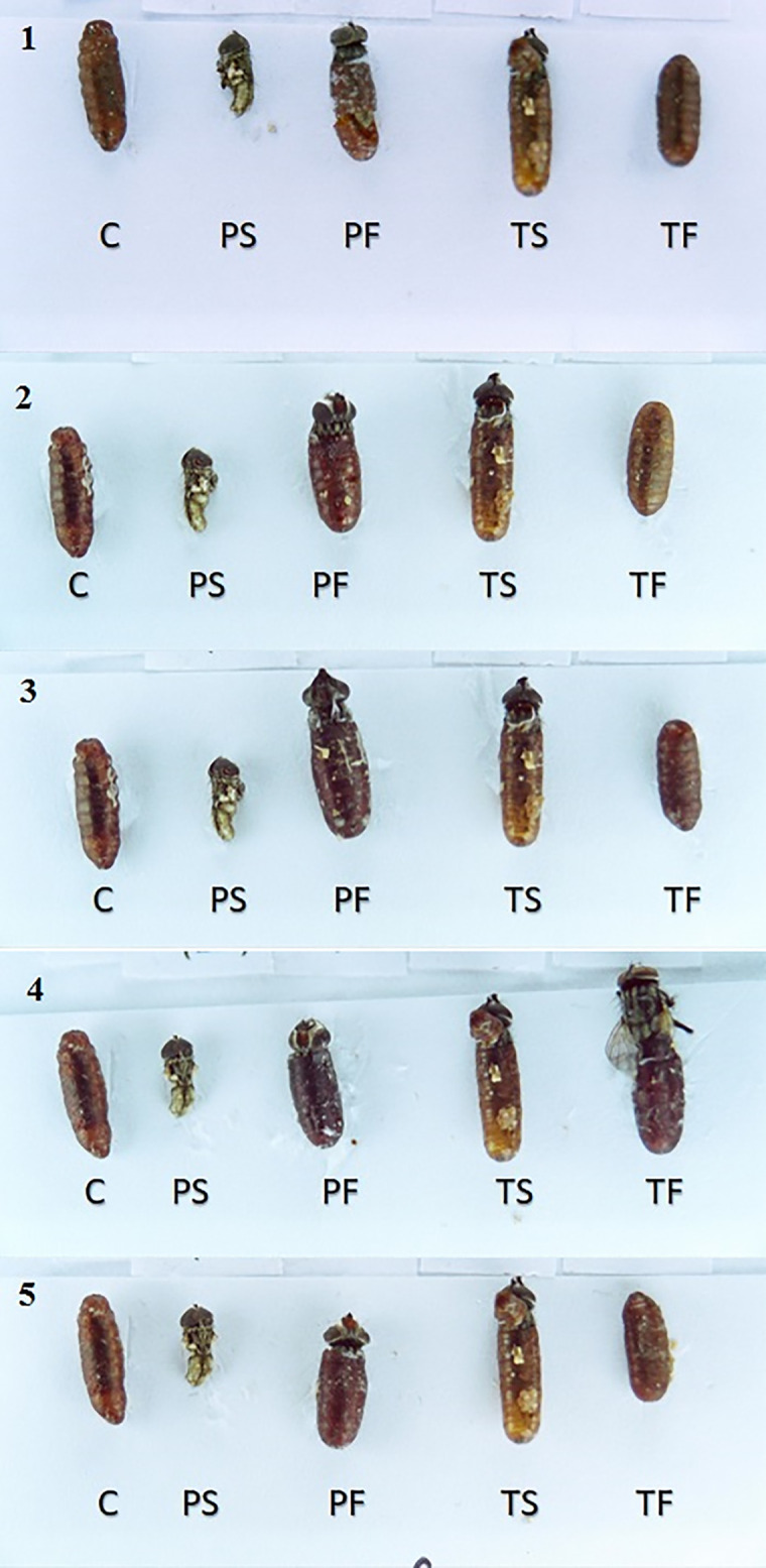 Fig 3