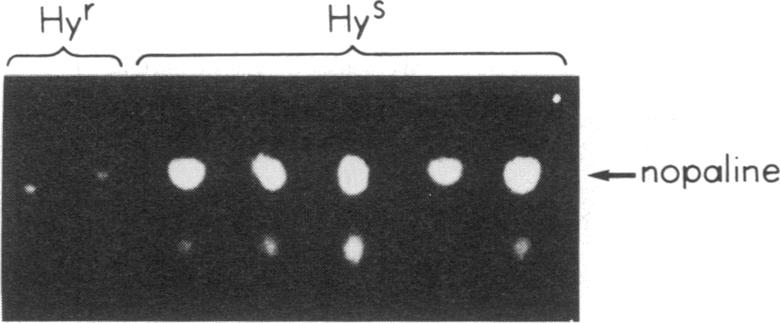 graphic file with name pnas00338-0277-a.jpg