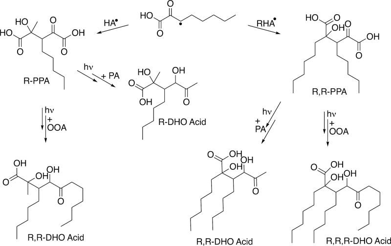 Scheme 6