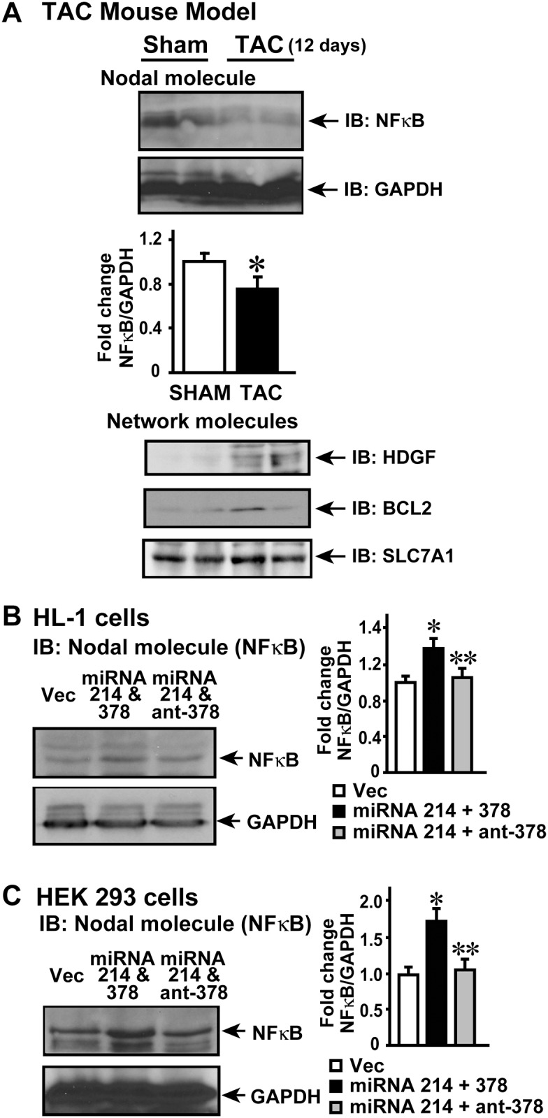 Fig 5