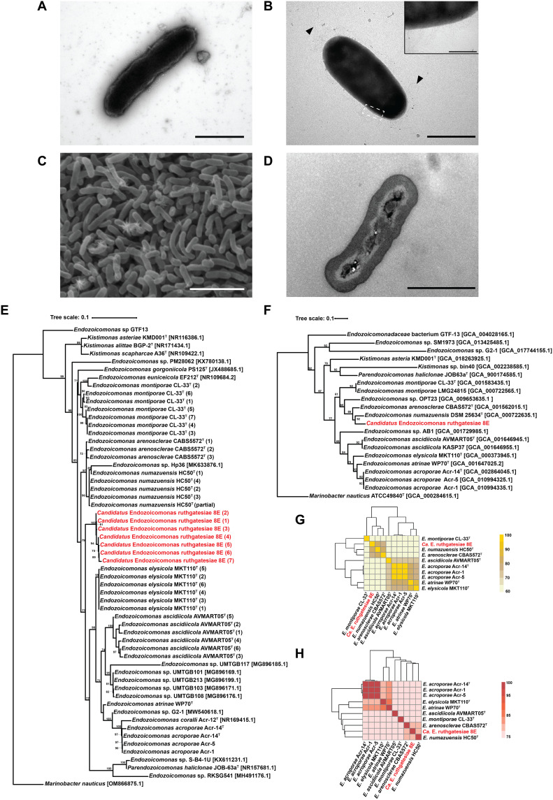 Fig. 1.