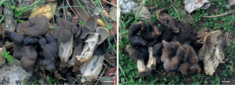 Fig. 5.