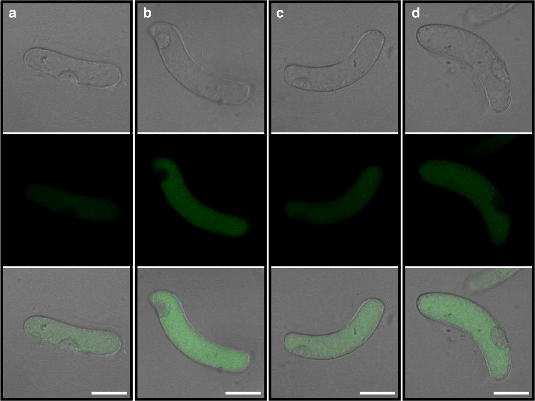 Fig. 3