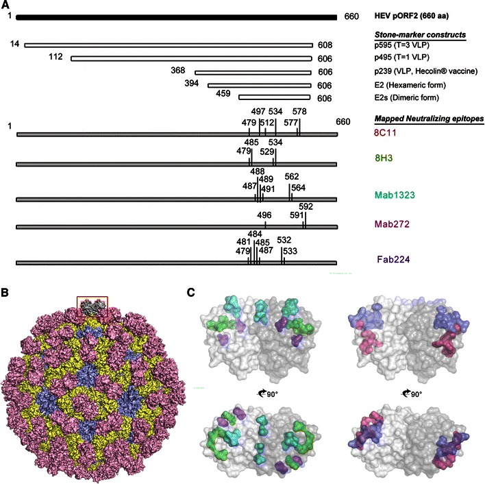 Fig. 2