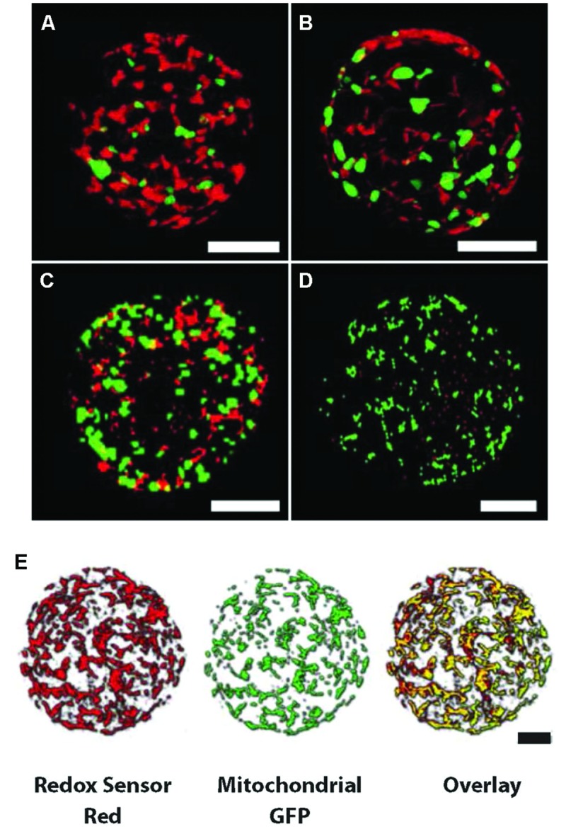 FIGURE 5