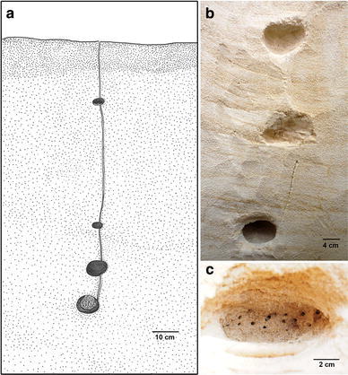 Fig. 1