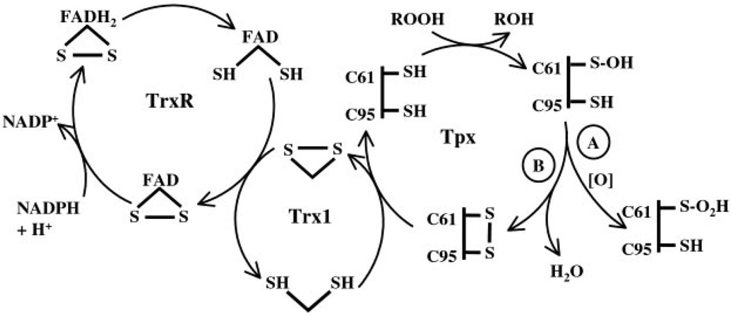 FIG. 3