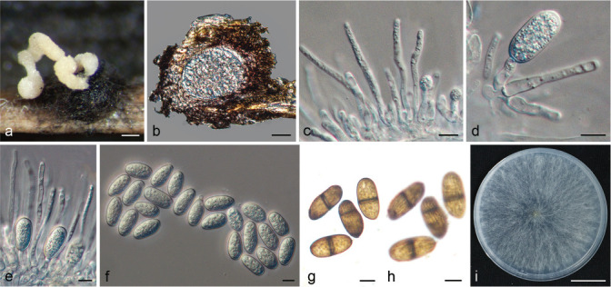 Fig. 13