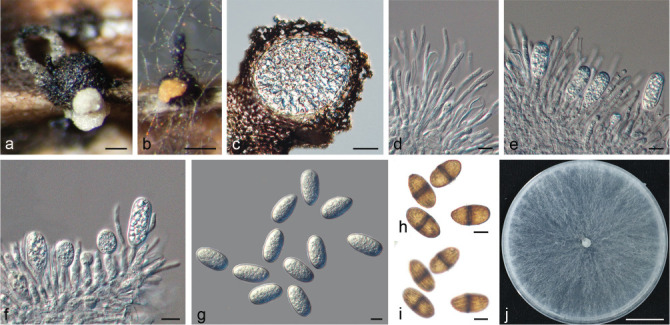 Fig. 10