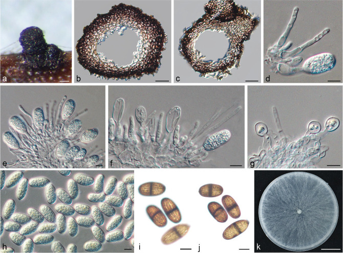 Fig. 11