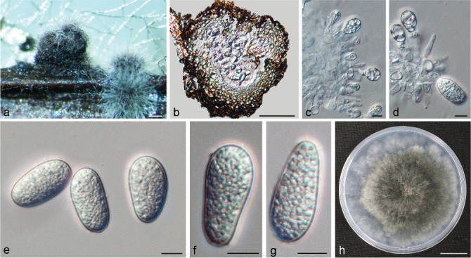 Fig. 14