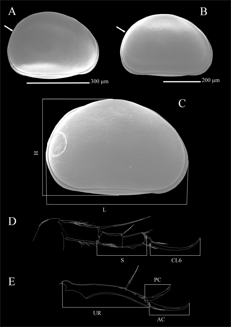 Fig 5