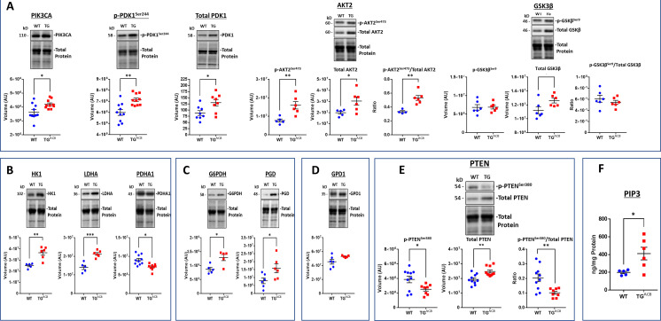 Figure 12—figure supplement 1.