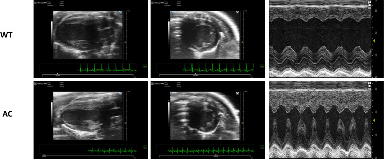 Figure 1—figure supplement 1.