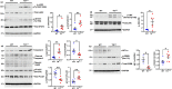 Figure 13—figure supplement 2.