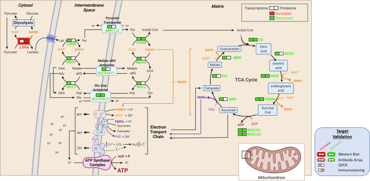 Figure 12—figure supplement 2.