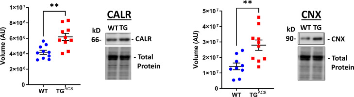 Figure 13—figure supplement 4.