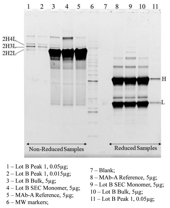 graphic file with name mabs-5-102-g6.jpg