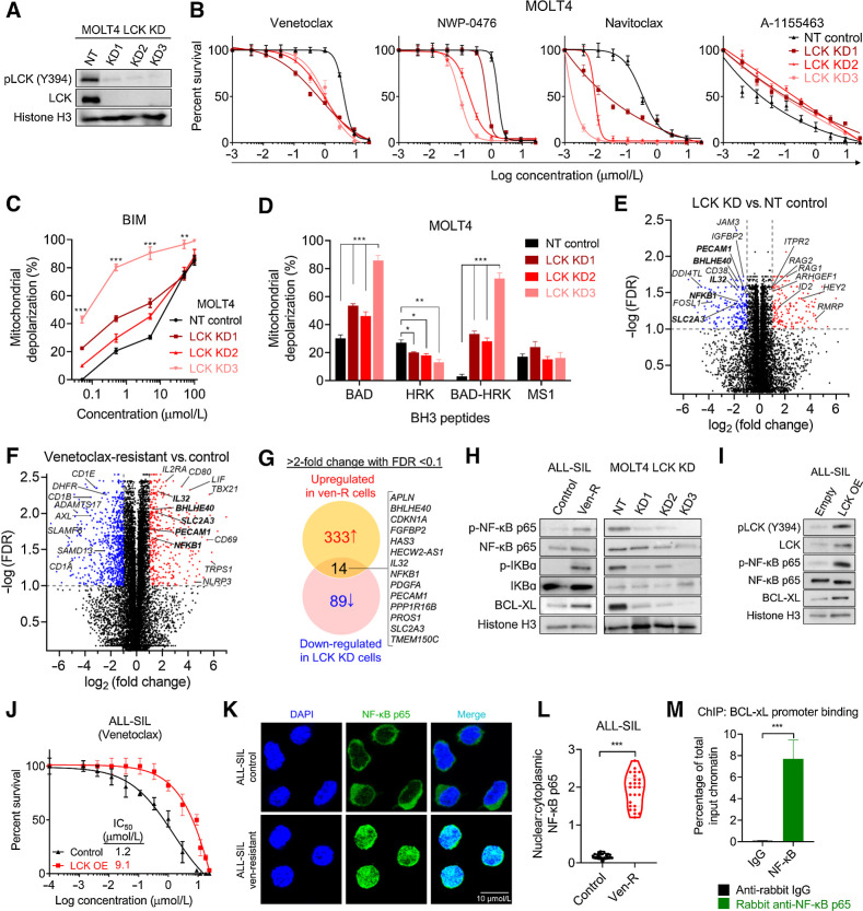 Figure 3. LCK drives resistance to BCL-2 inhibition in T-ALL. A, Immunoblots showing LCK knockdown (KD) in MOLT4 T-ALL cell line. B, Curves showing viability of MOLT4 NT control and LCK KD cells treated with BH3 mimetics. C, BIM titration assay for MOLT4 NT control and LCK KD cells. D, BH3 profiling of MOLT4 NT control and LCK KD cells. E, Volcano plot showing differentially expressed genes between MOLT4 LCK KD versus NT control cells. F, Volcano plot showing differentially expressed genes between ALL-SIL ven-R versus control cells. G, Venn diagram showing genes that are upregulated in ven-R cells and downregulated in LCK KD cells. H, Immunoblots showing NF-κB pathway activity and BCL-xL expression levels in ven-R and LCK KD cells, compared with their respective controls. I, Immunoblots showing NF-κB pathway activity in ALL-SIL cells transduced with empty vector and LCK overexpression (OE) vector. J, Curves showing viability of ALL-SIL control and LCK OE cells treated with venetoclax. K, Immunofluorescence analysis of NF-κB staining in ALL-SIL control and ven-R cells. L, Violin plots showing nuclear:cytoplasmic ratio of NF-κB p65 staining. M, Bar graphs showing BCL-xL promoter binding of NF-κB p65 protein, assessed with ChIP of ALL-SIL ven-R cells (*, P < 0.05; **, P < 0.01; ***, P < 0.001).