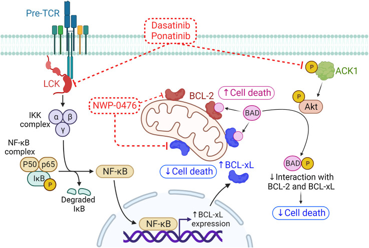 Figure 6. LCK and ACK1 signaling pathways drive resistance to BH3 mimetics in T-ALL. (Created with BioRender.com.)