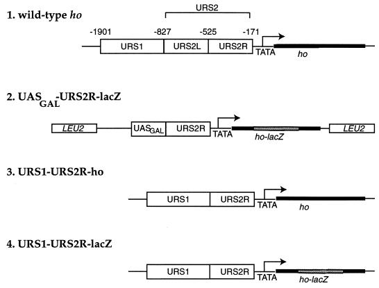 FIG. 1