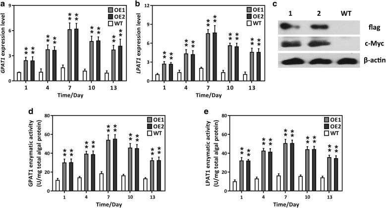 Fig. 1