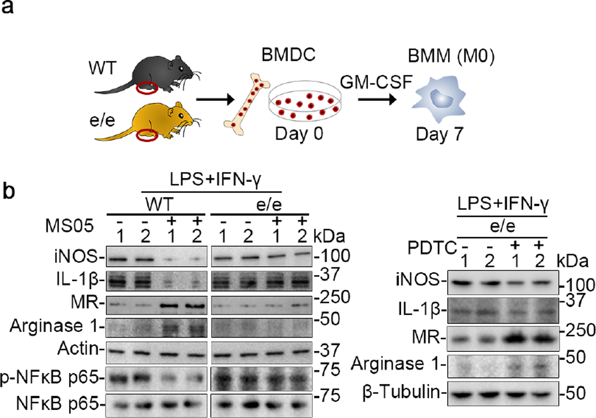 Figure 12.