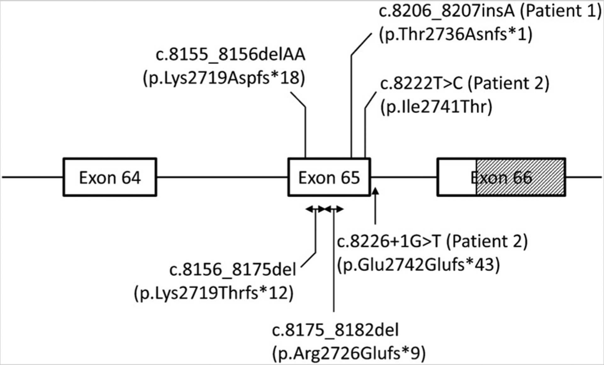 FIG. 2.