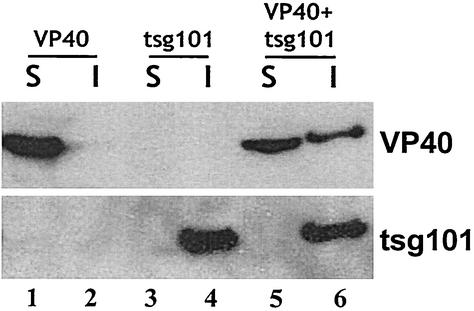 FIG. 7.