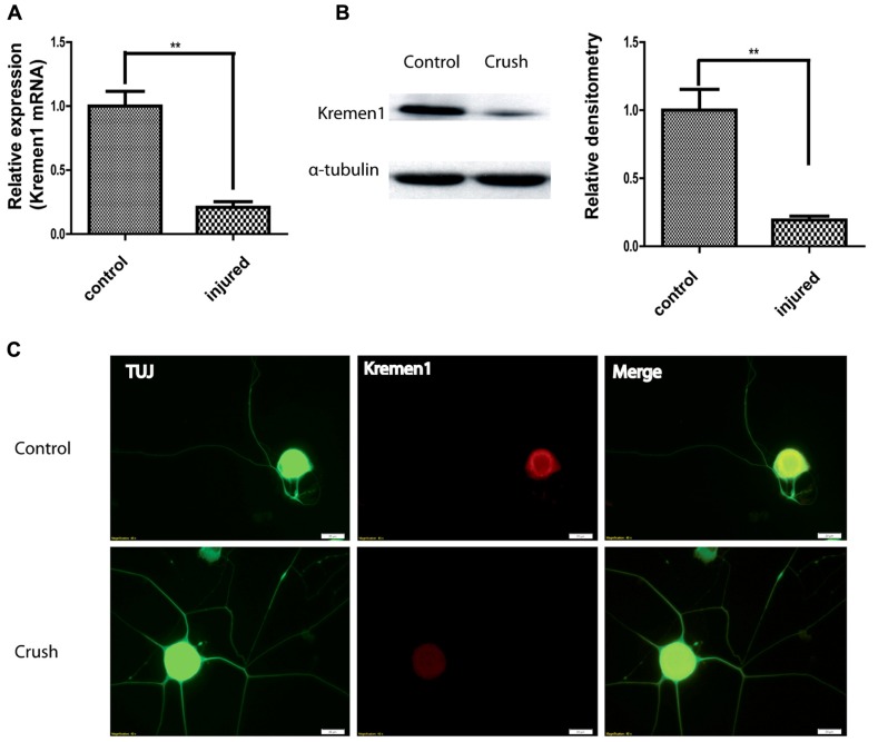 FIGURE 4