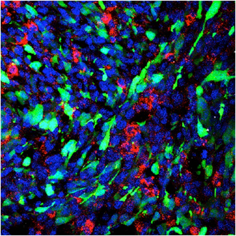 graphic file with name pnas.1616895113fig01.jpg