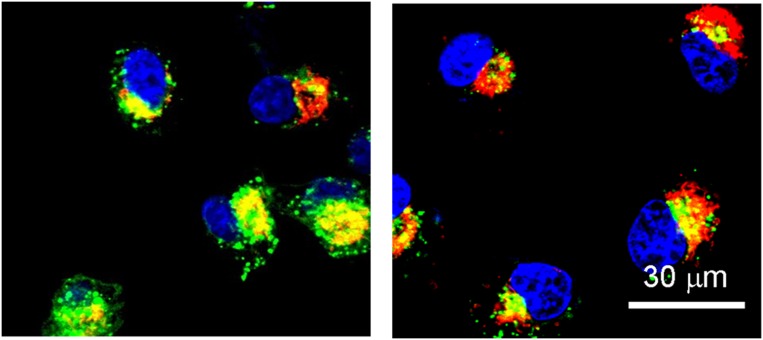 graphic file with name pnas.1616895113fig02.jpg