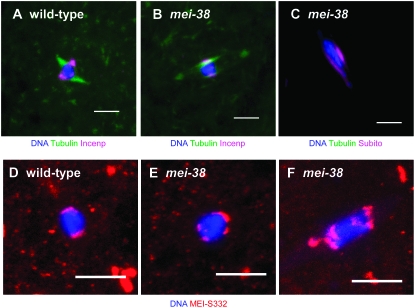 Figure 2.—