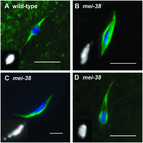 Figure 1.—