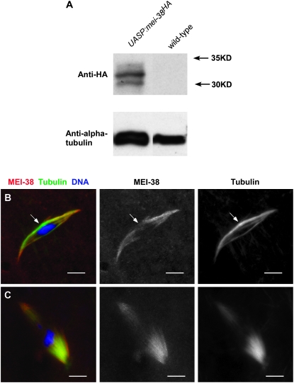 Figure 4.—