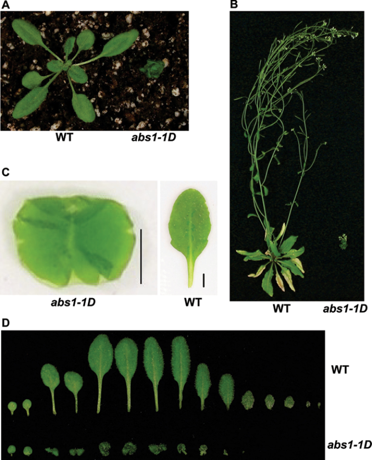 Fig. 1. 