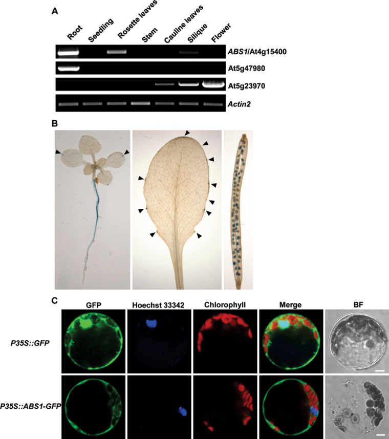 Fig. 3. 