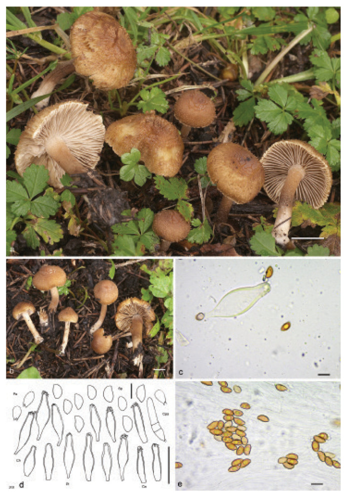 Fig. 9