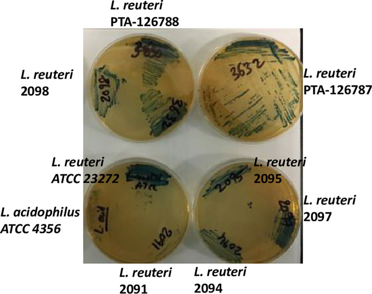 Fig 8