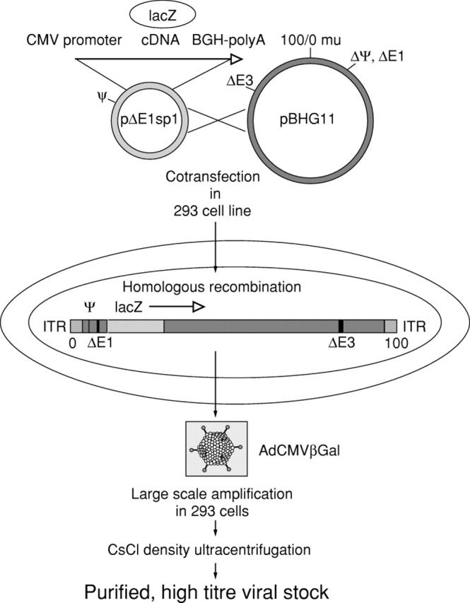 Figure 1  