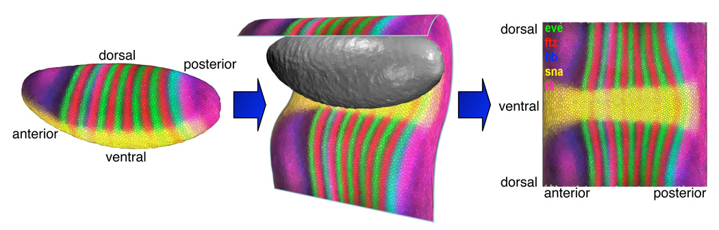 Fig. 3