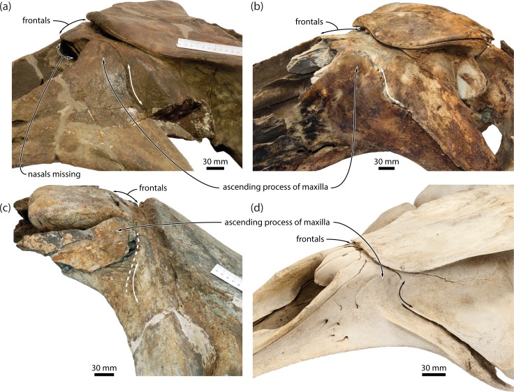 Fig 12