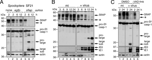 Fig. 5.