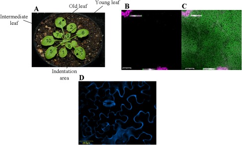 Fig. 1.