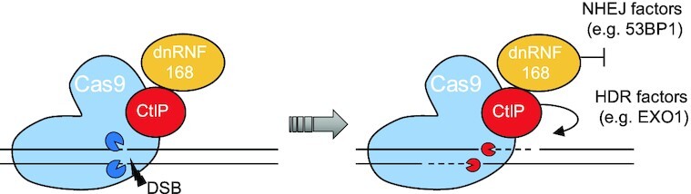 Graphical Abstract