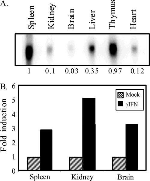 FIG. 1.