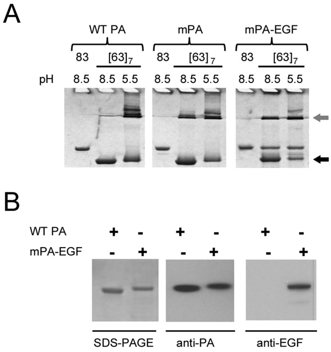 FIG 2 